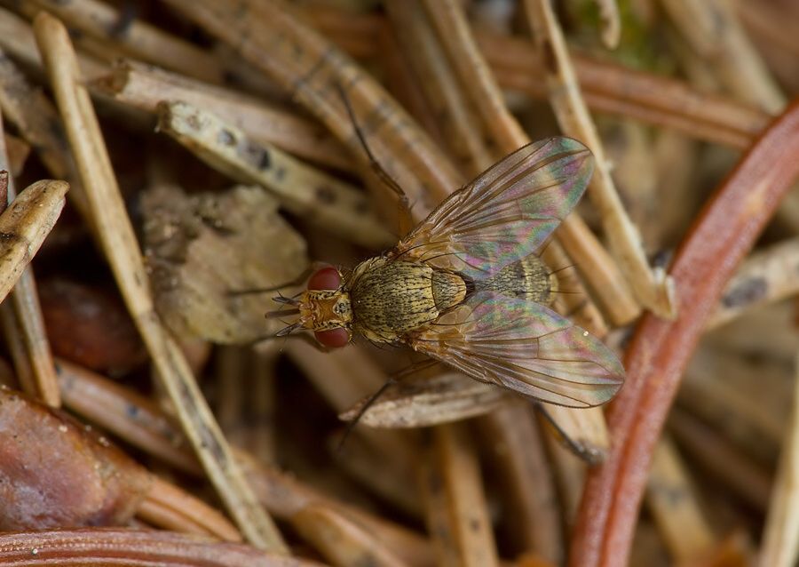 Siphona flavifrons