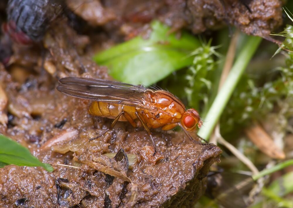 Neuroctena anilis