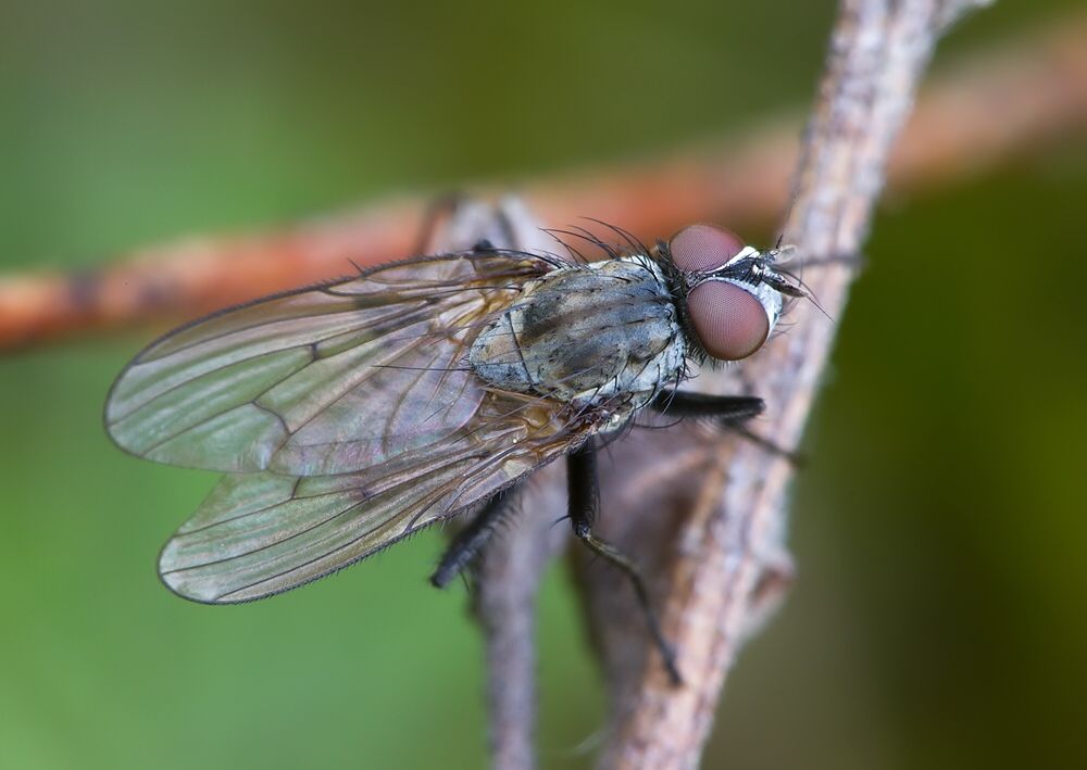 Anthomyia monilis