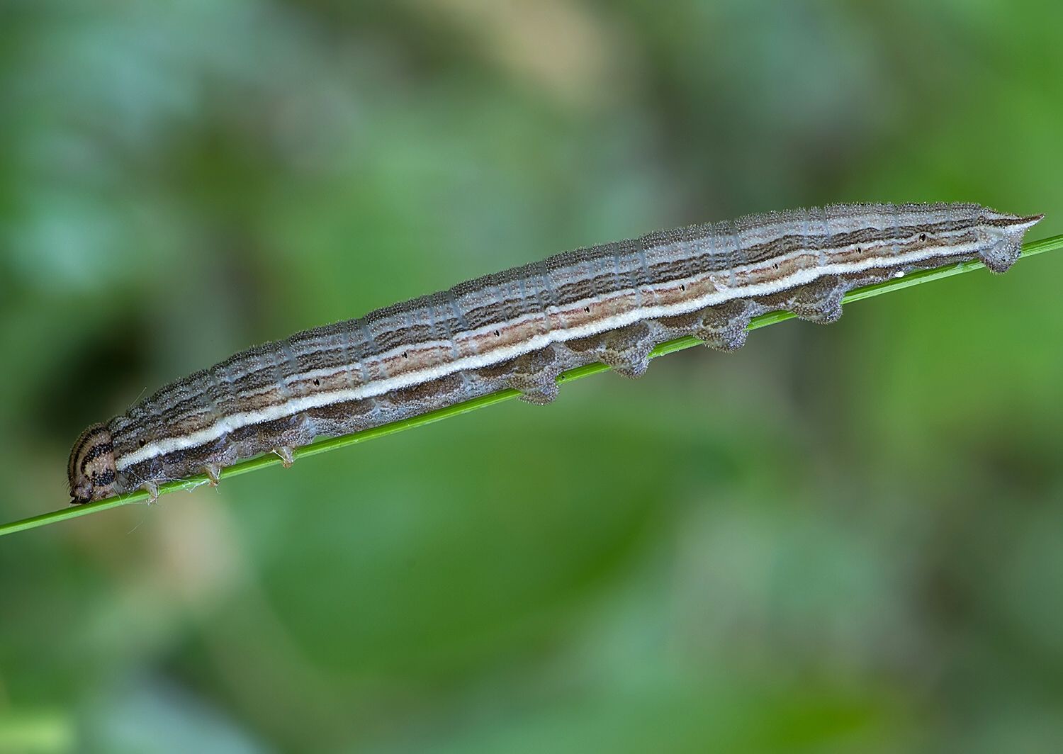 Brintesia circe