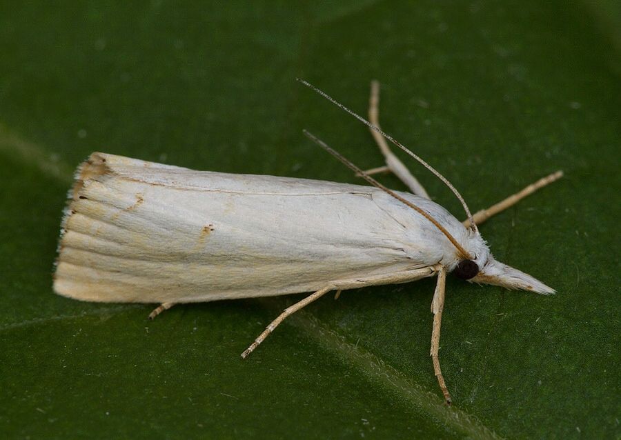 Xanthocrambus saxonellus