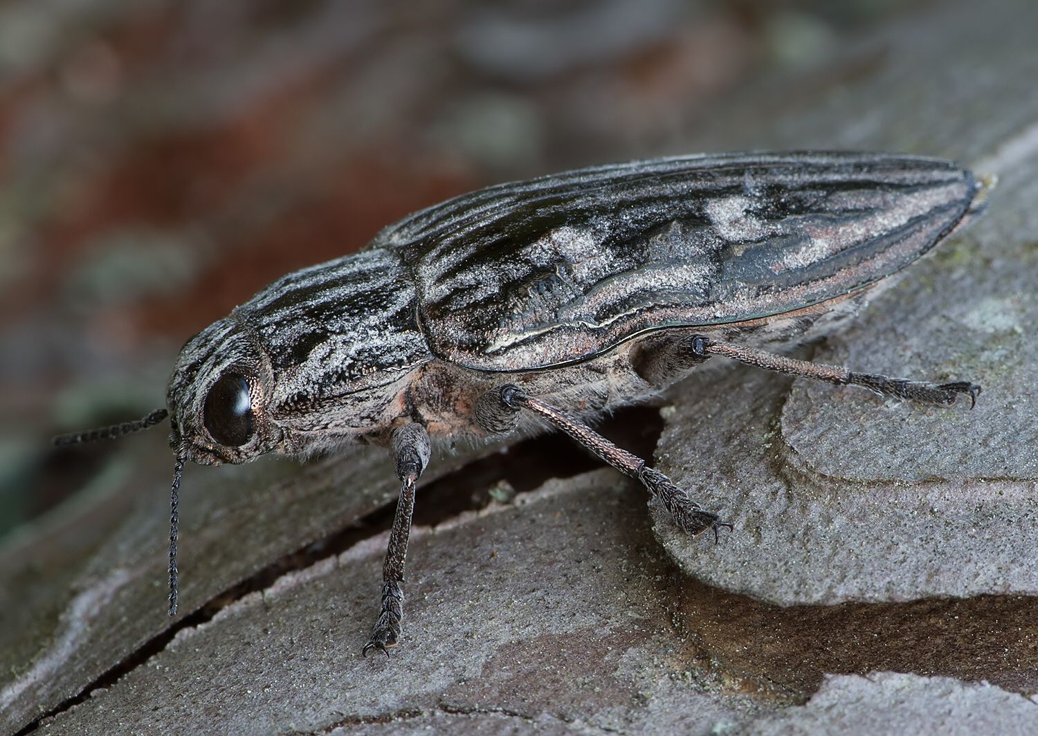 Chalcophora mariana