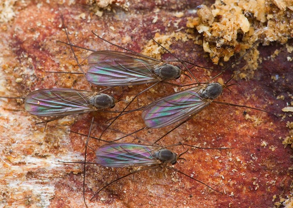 Exechia fusca