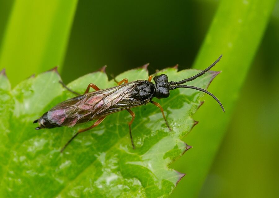 Allantus rufocinctus cf.