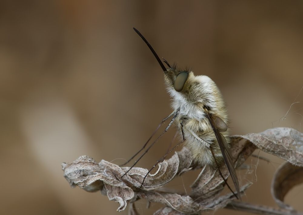 Bombylius canescens