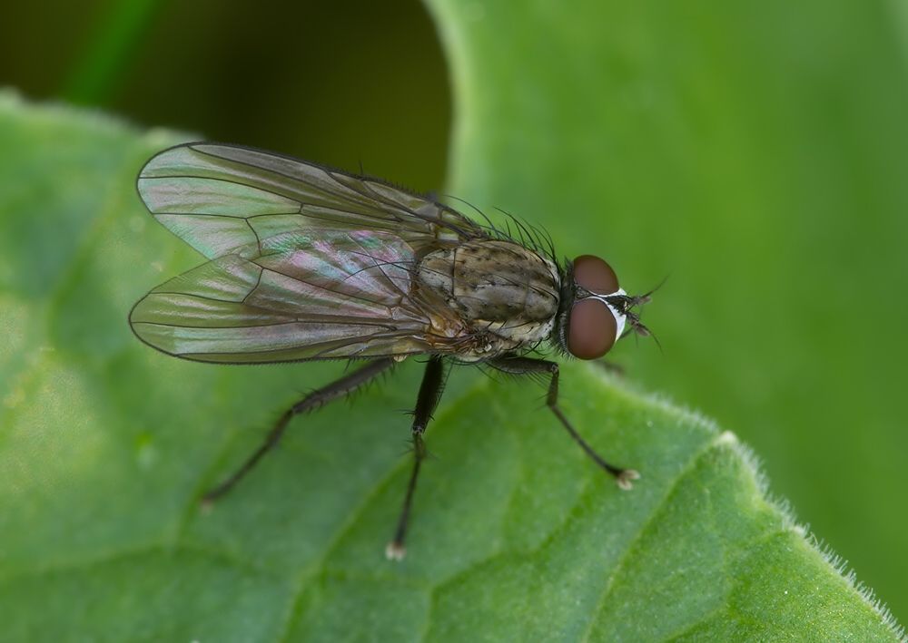 Hylemya nigrimana