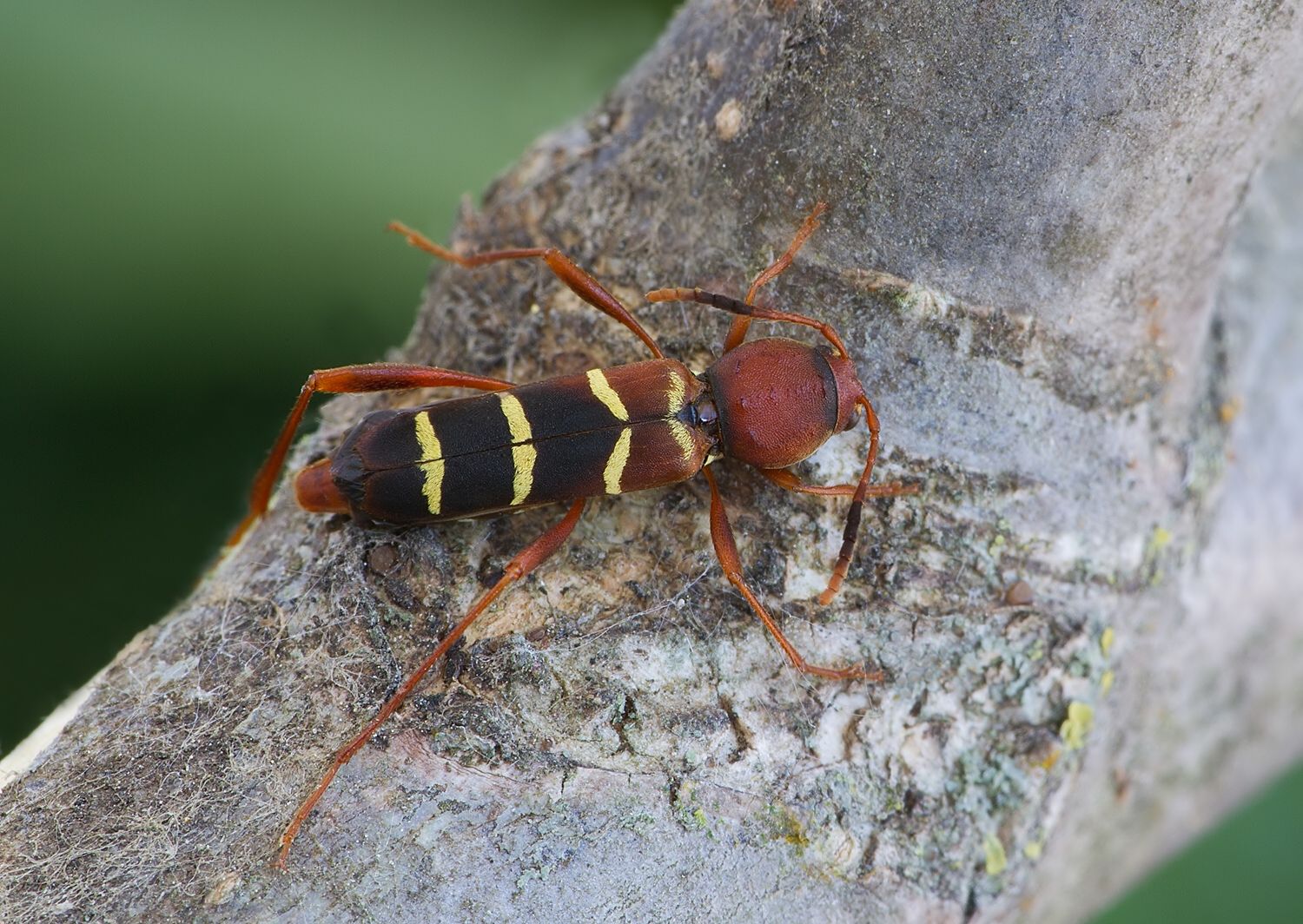 Neoclytus acuminatus