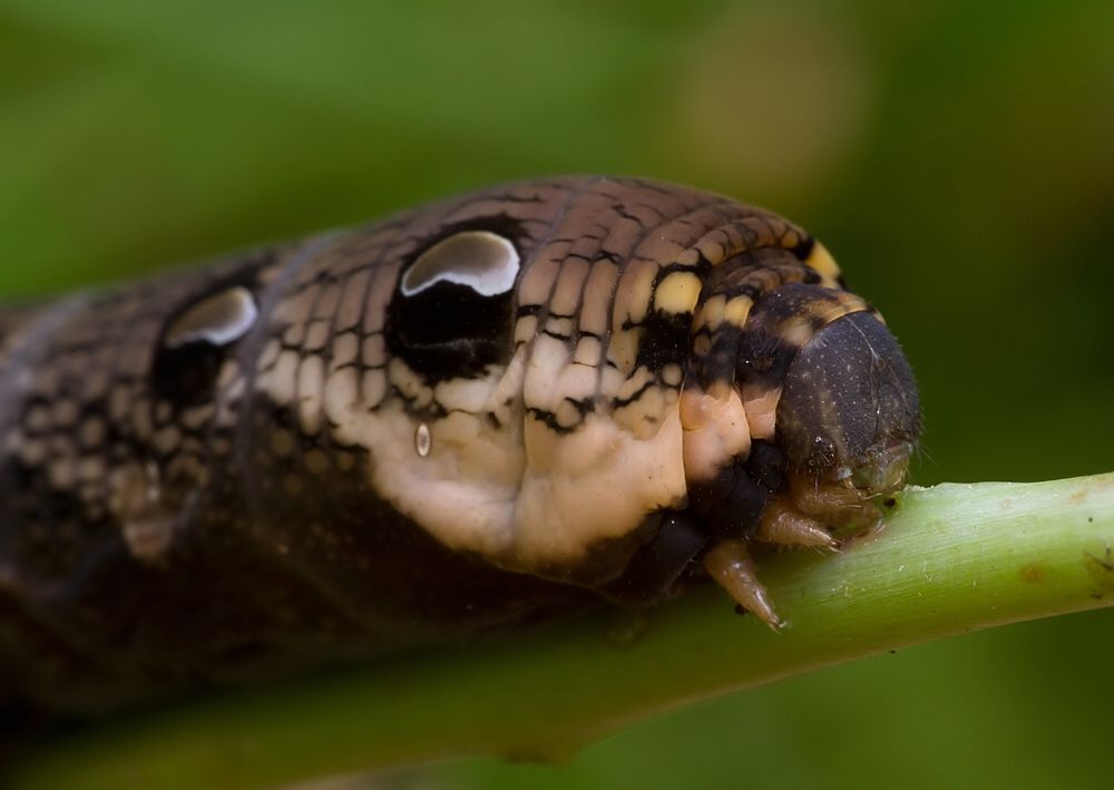 Deilephila elpenor