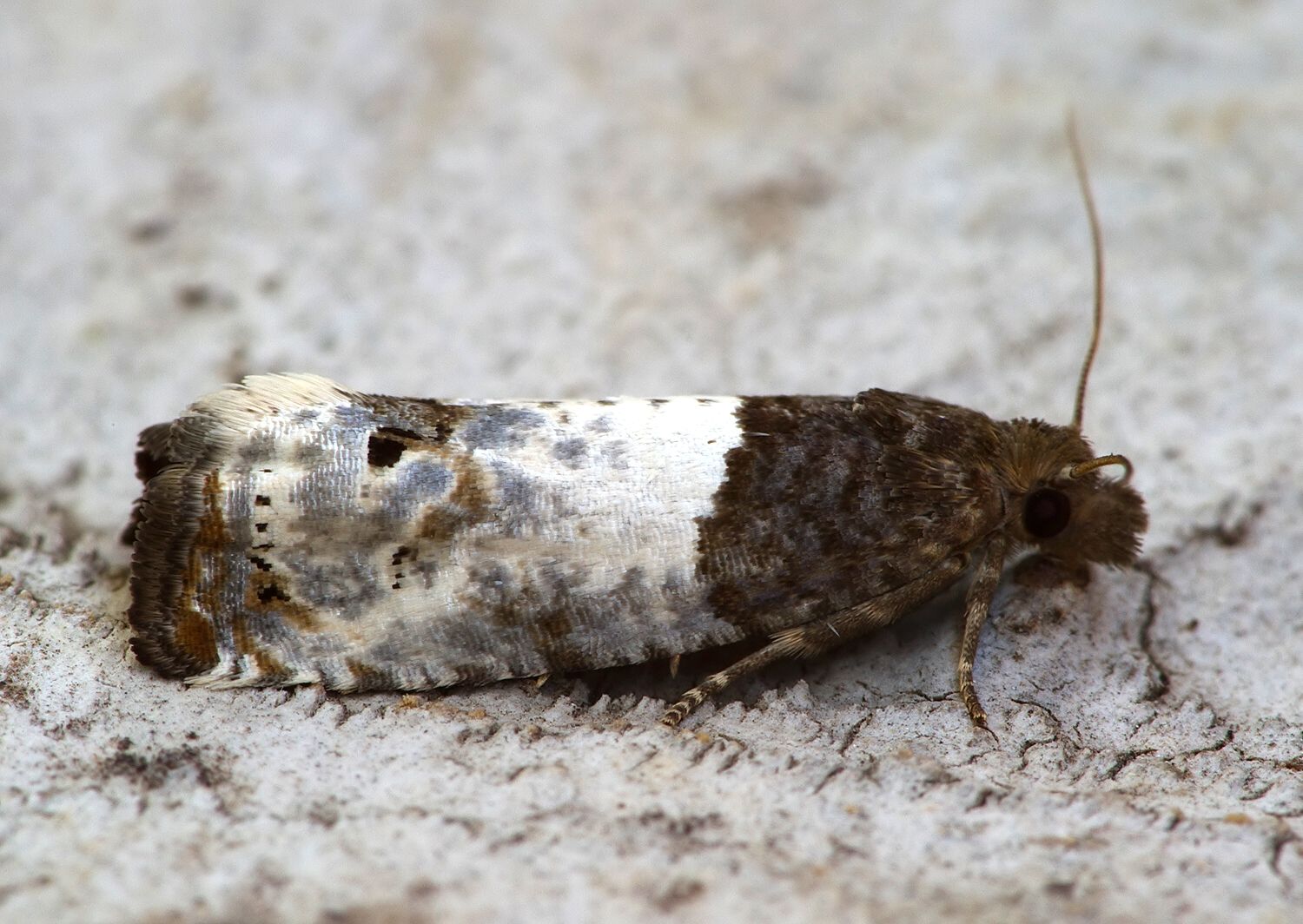 Notocelia roborana