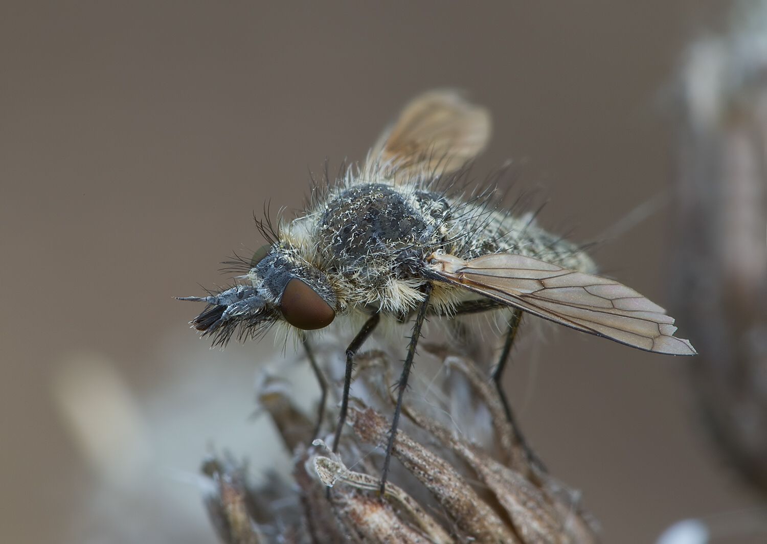 Conophorus virescens