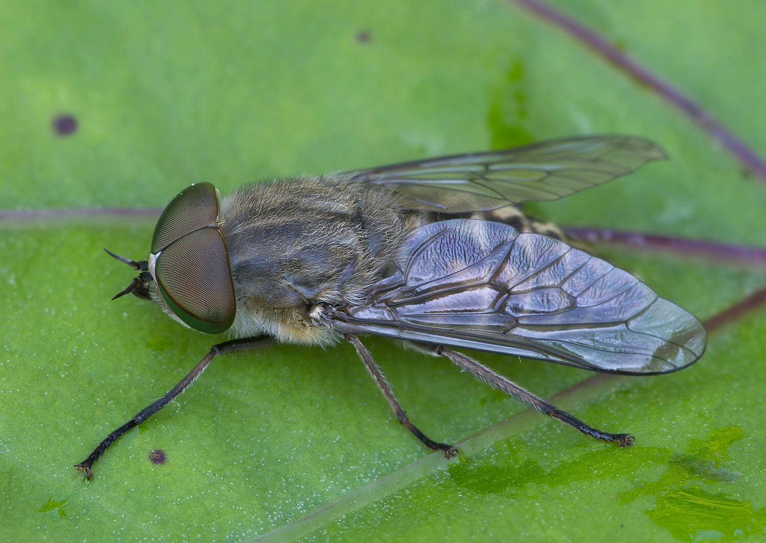 Tabanus bromius