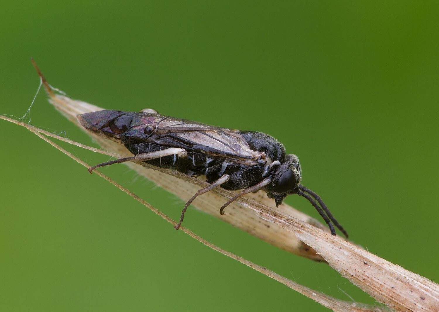 Monophadnus pallescens