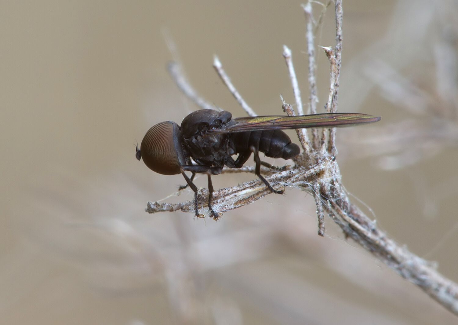 Pipunculus campestris