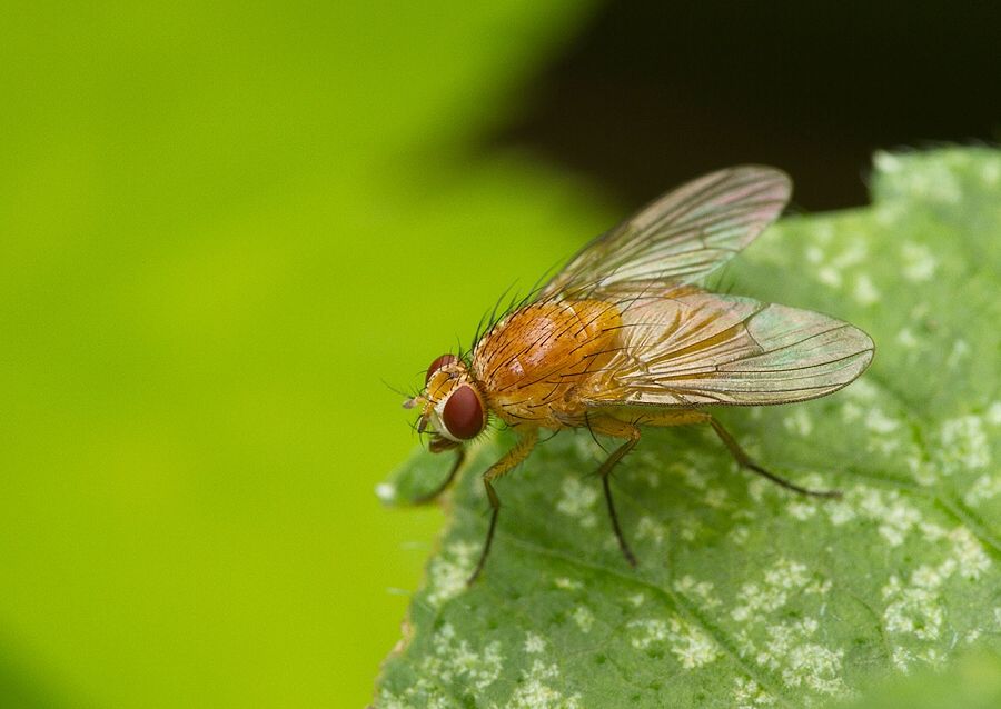 Thricops diaphanus
