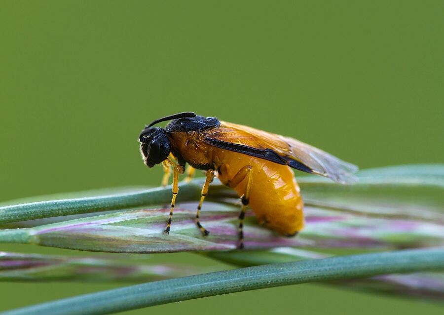 Arge ochropus