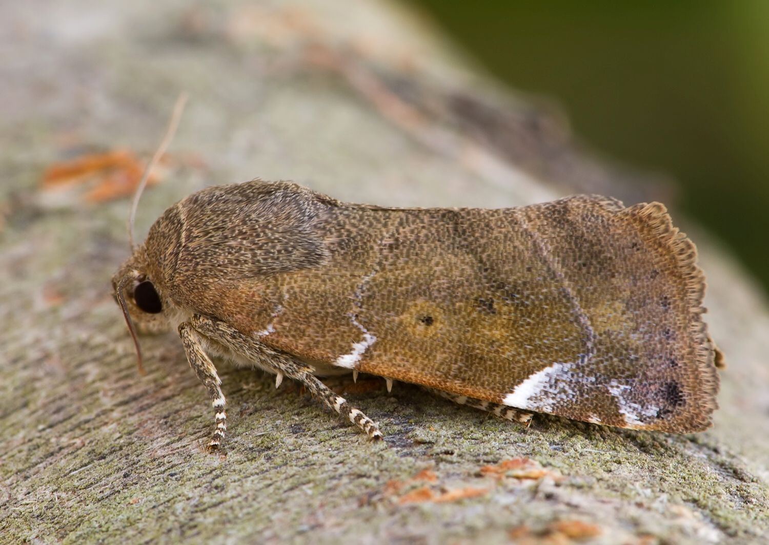 Cosmia affinis