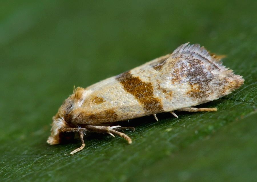 Phalonidia contractana