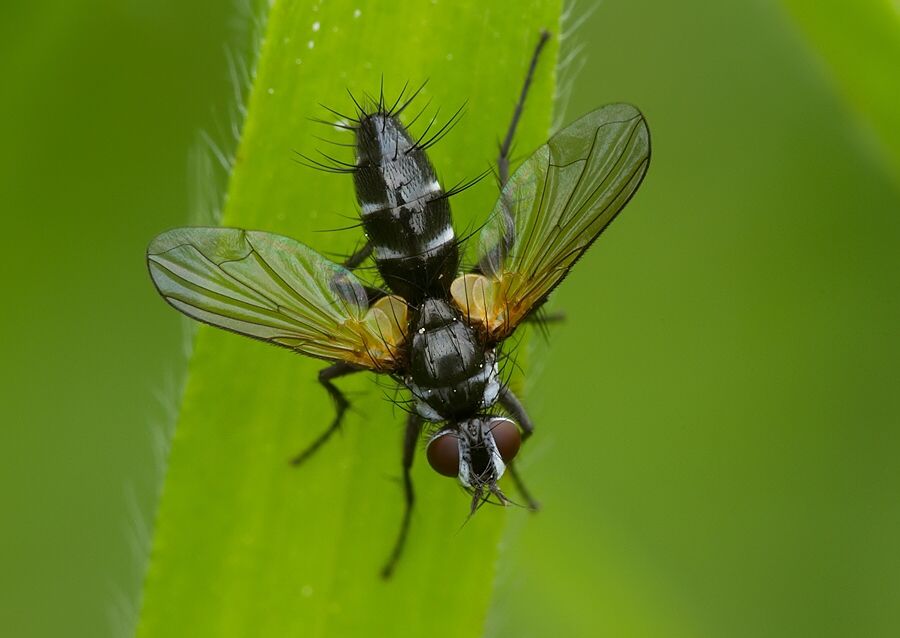 Gastrolepta anthracina