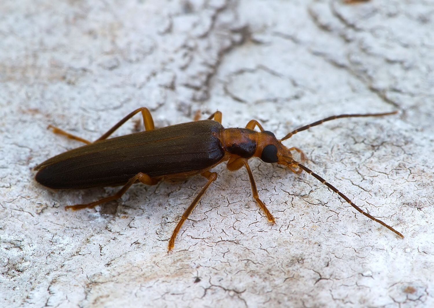 Nacerdes carniolica