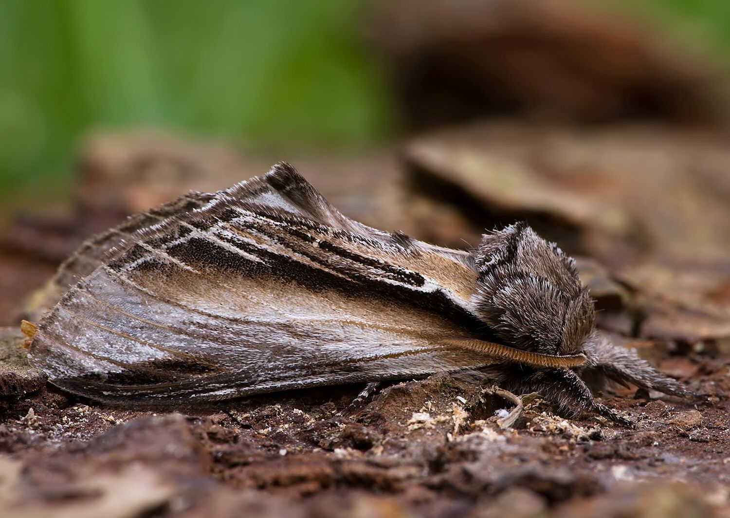Pheosia tremula