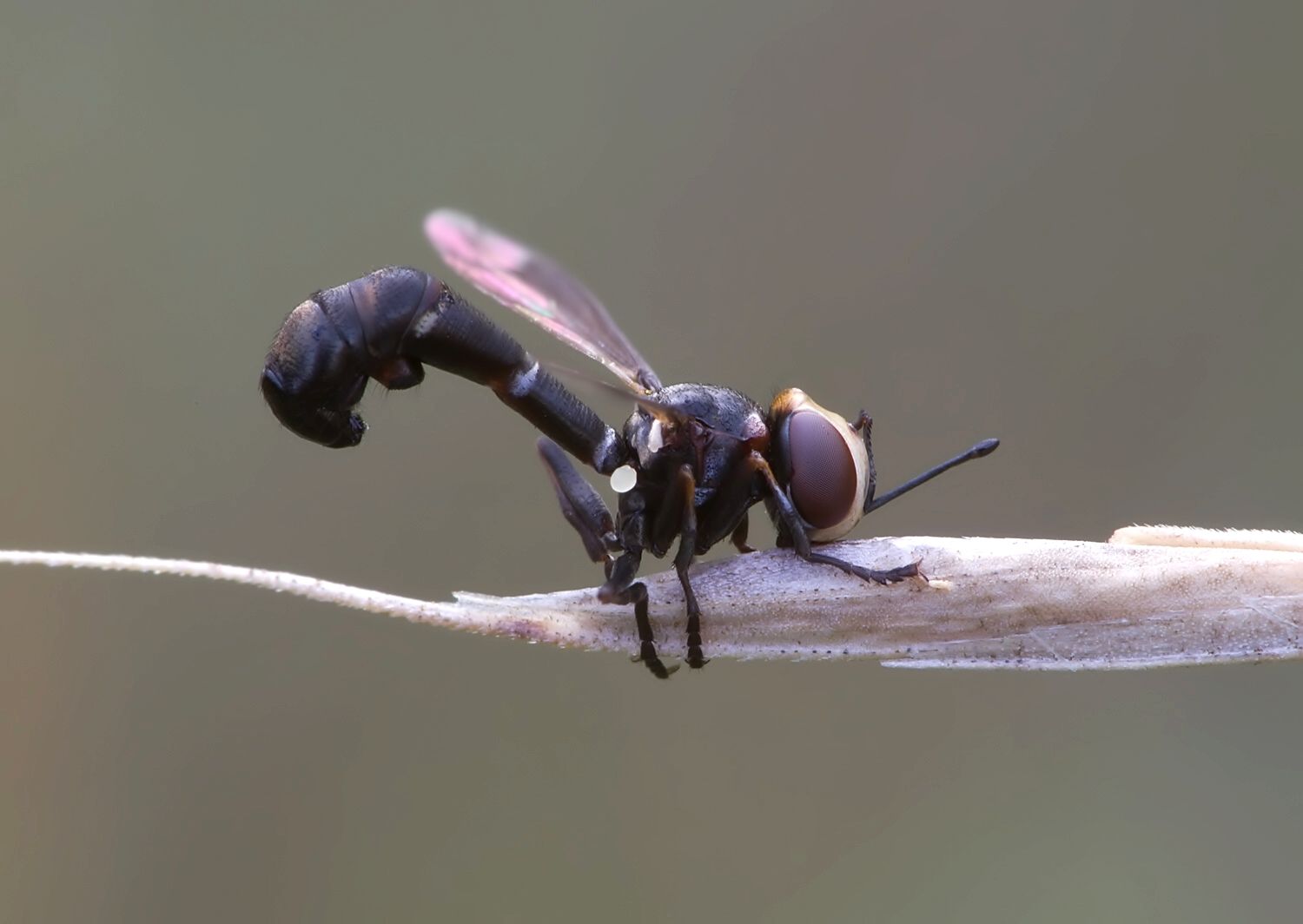 Physocephala pusilla