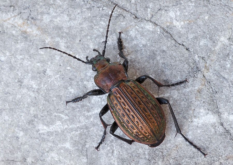 Carabus ullrichii