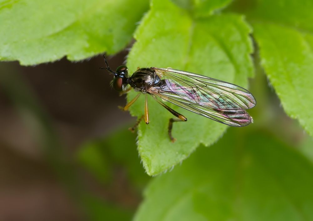 Dioctria hyalipennis