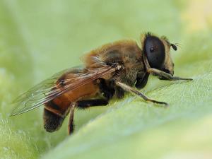 Eristalis tenax