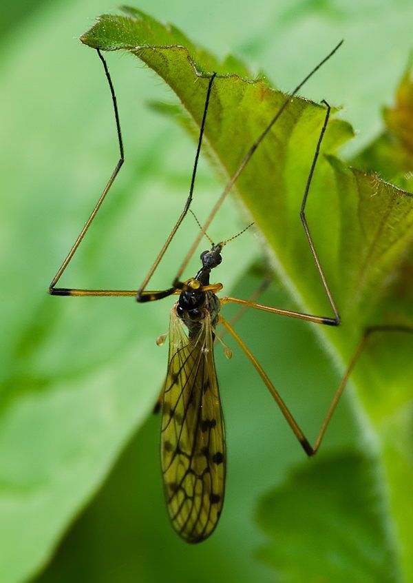 Limonia maculipennis cf.