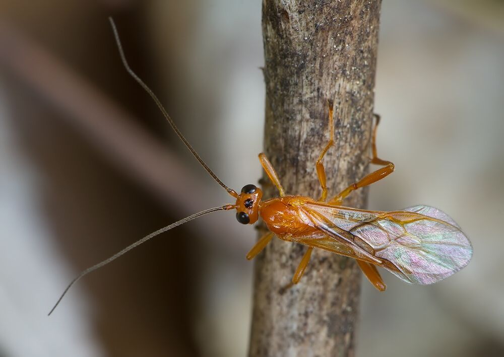 Aleiodes sp.