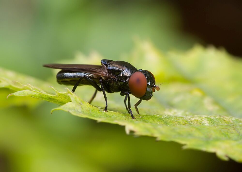 Orthonevra nobilis