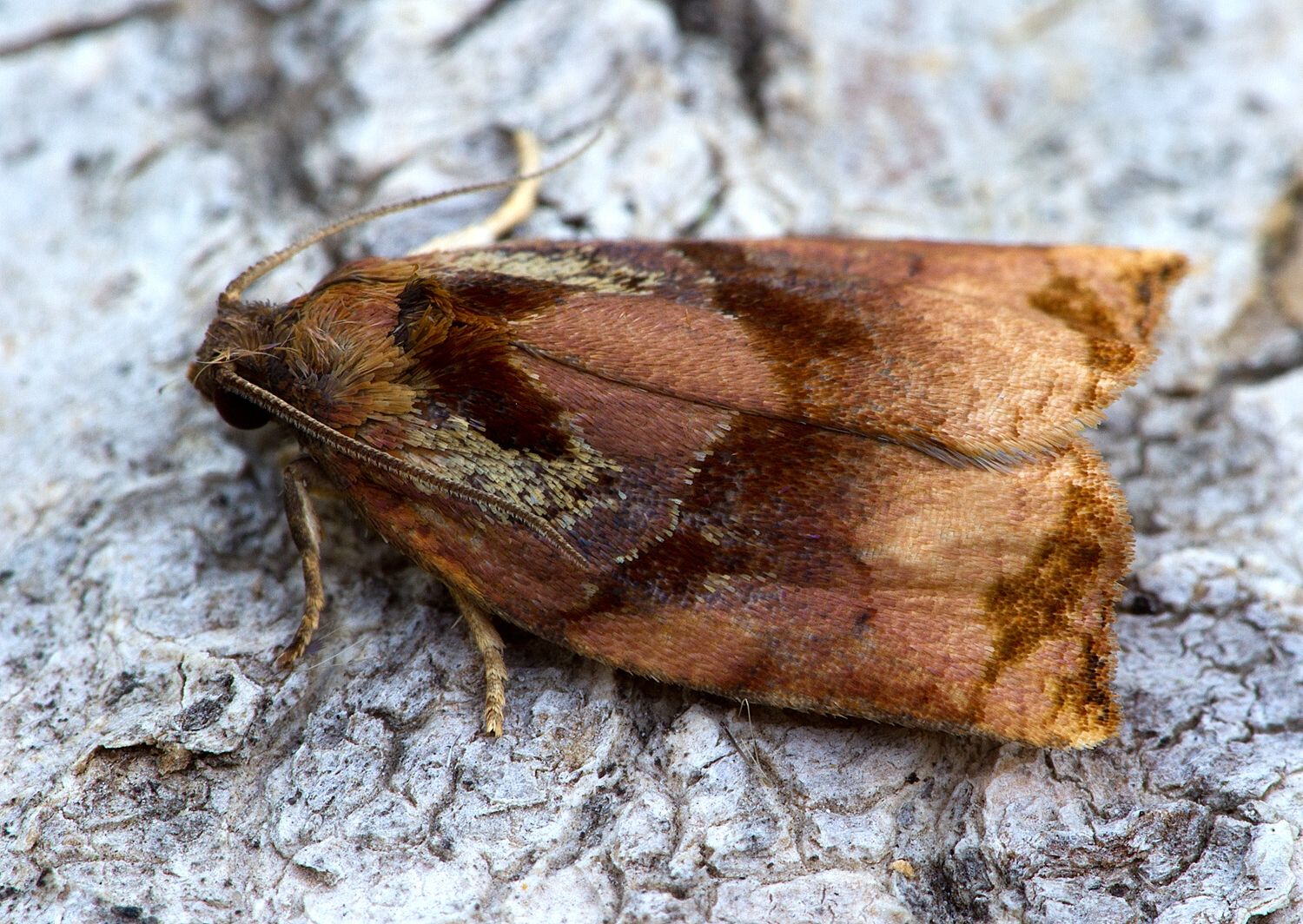 Archips podana