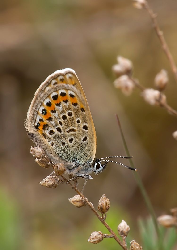Plebeius argus