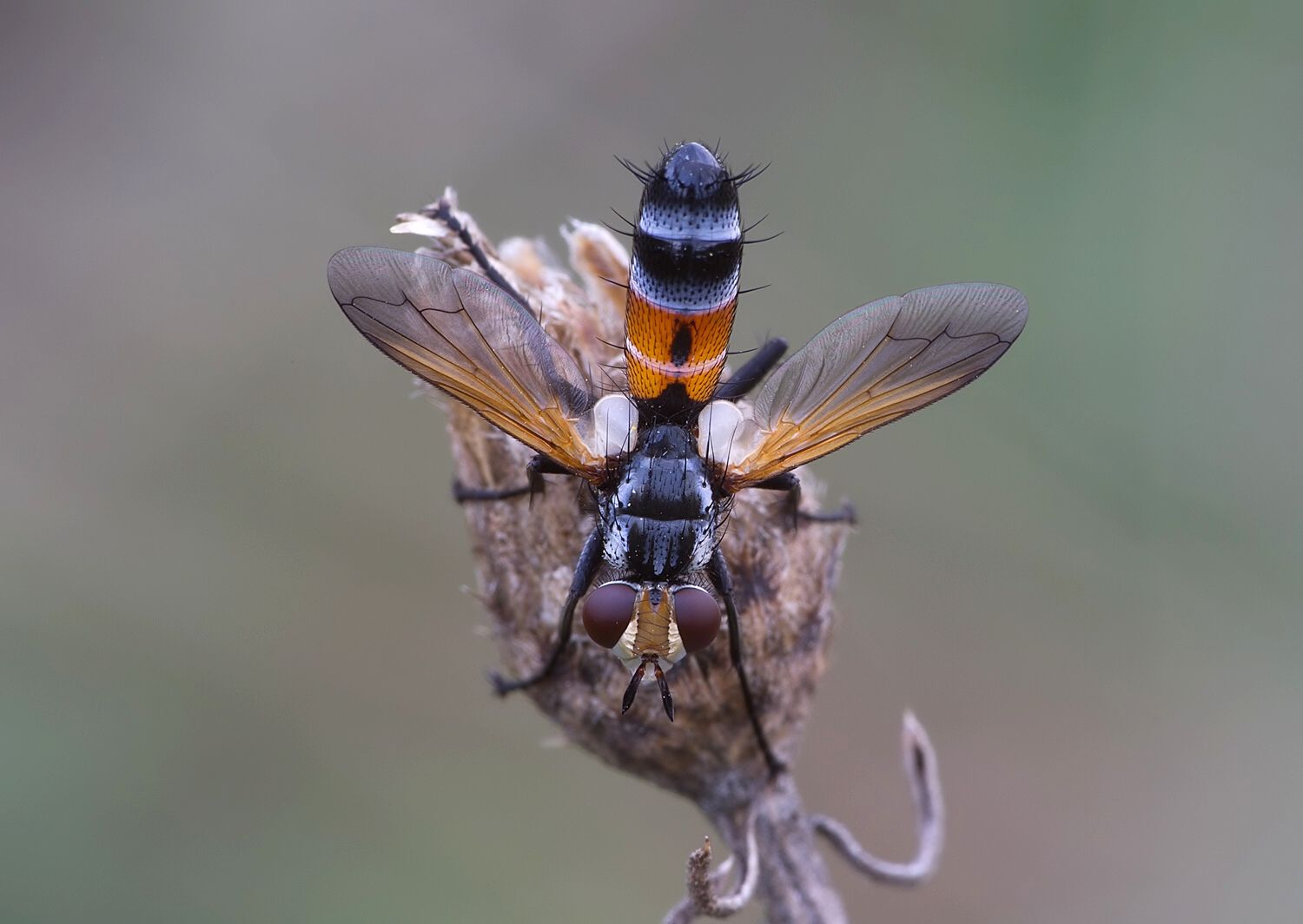 Cylindromyia pusilla