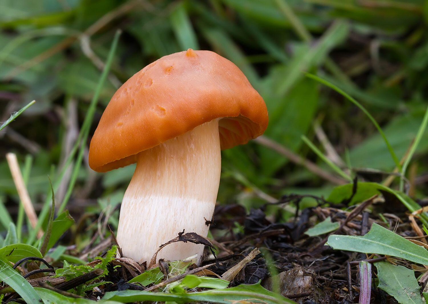 Cuphophyllus pratensis