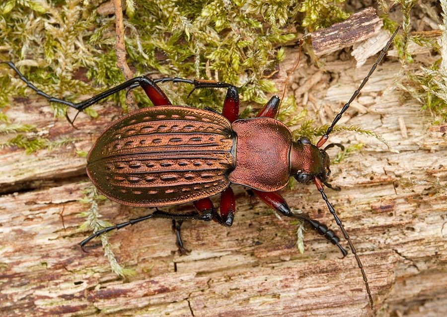Carabus cancellatus