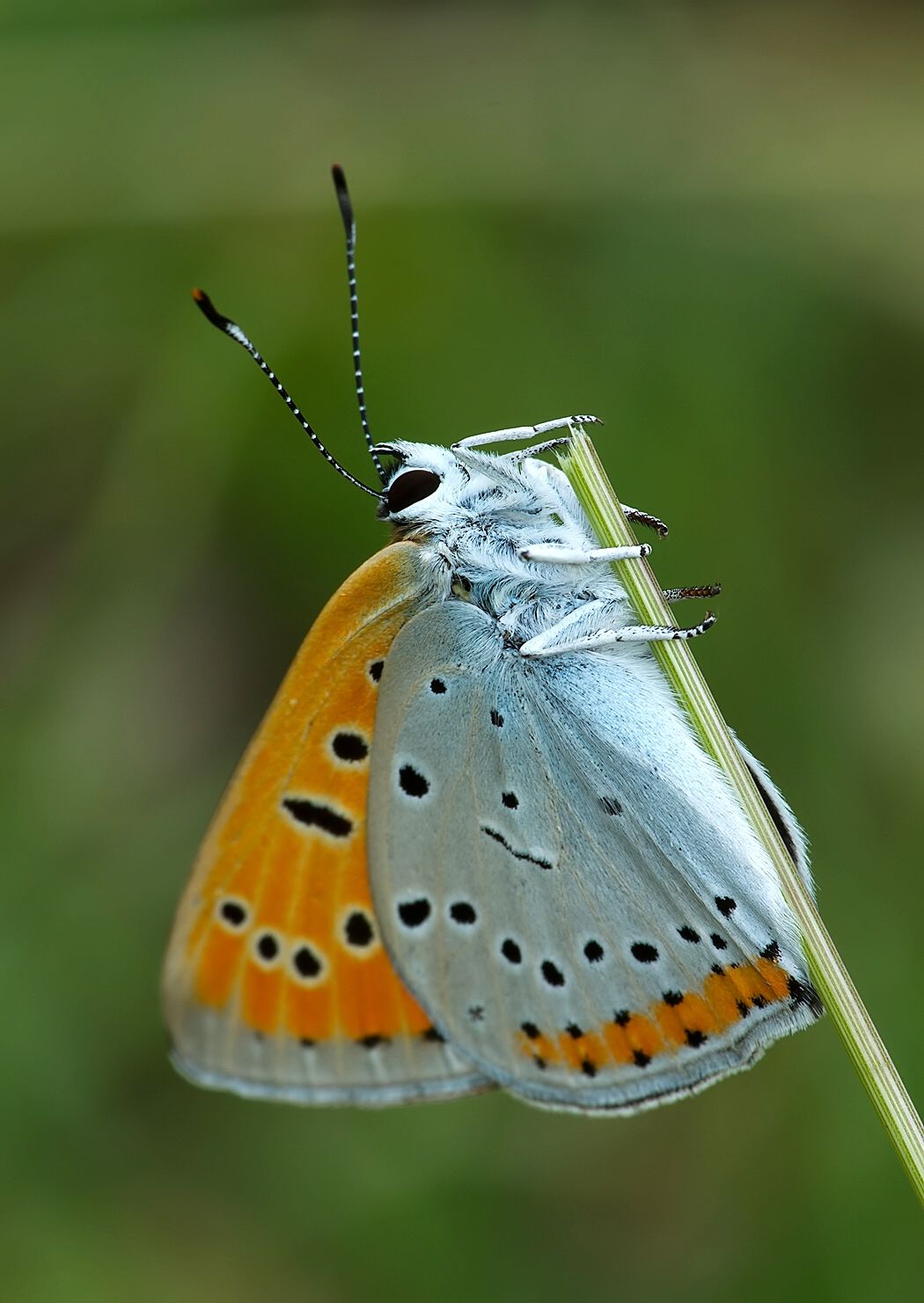 Lycaena dispar