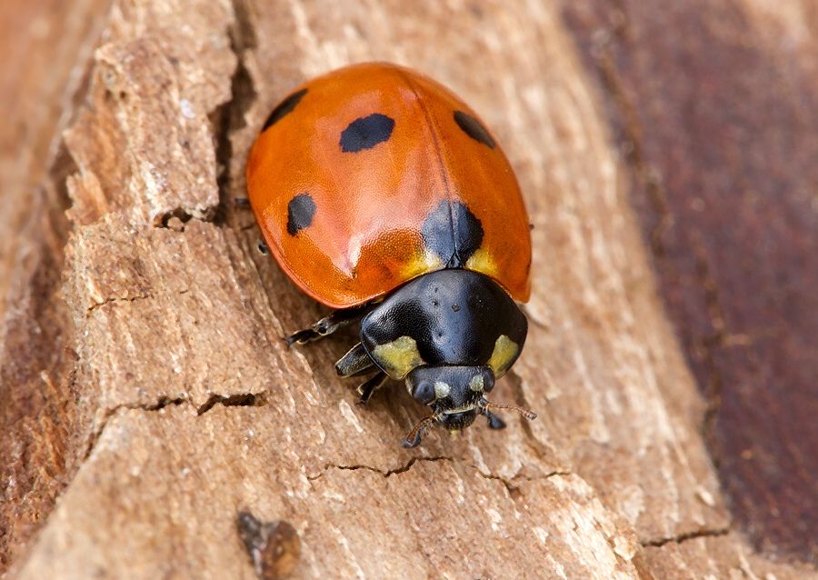 Coccinella septempunctata