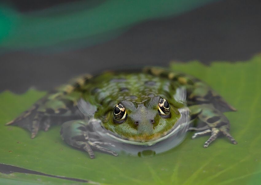 Pelophylax kl. esculenta