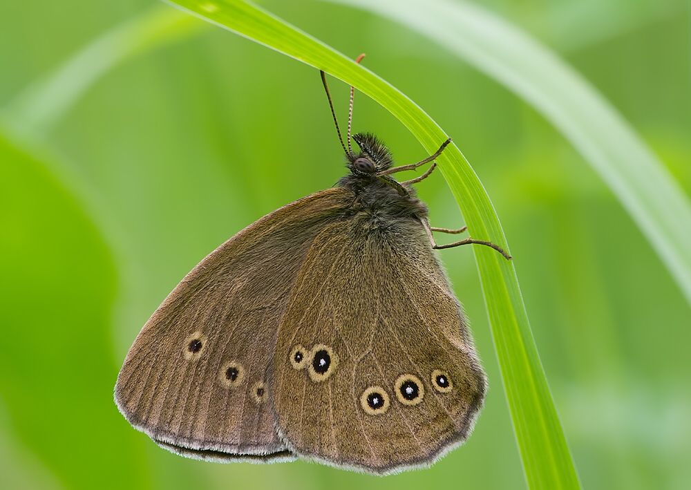 Aphantopus hyperantus
