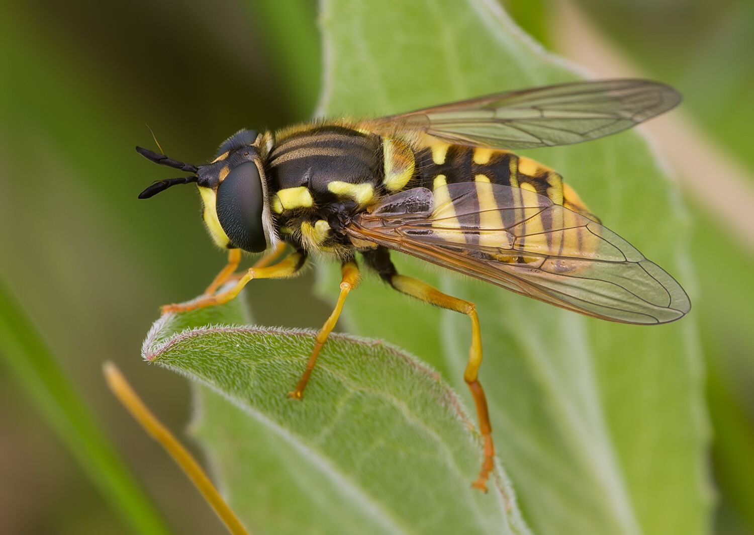 Chrysotoxum elegans