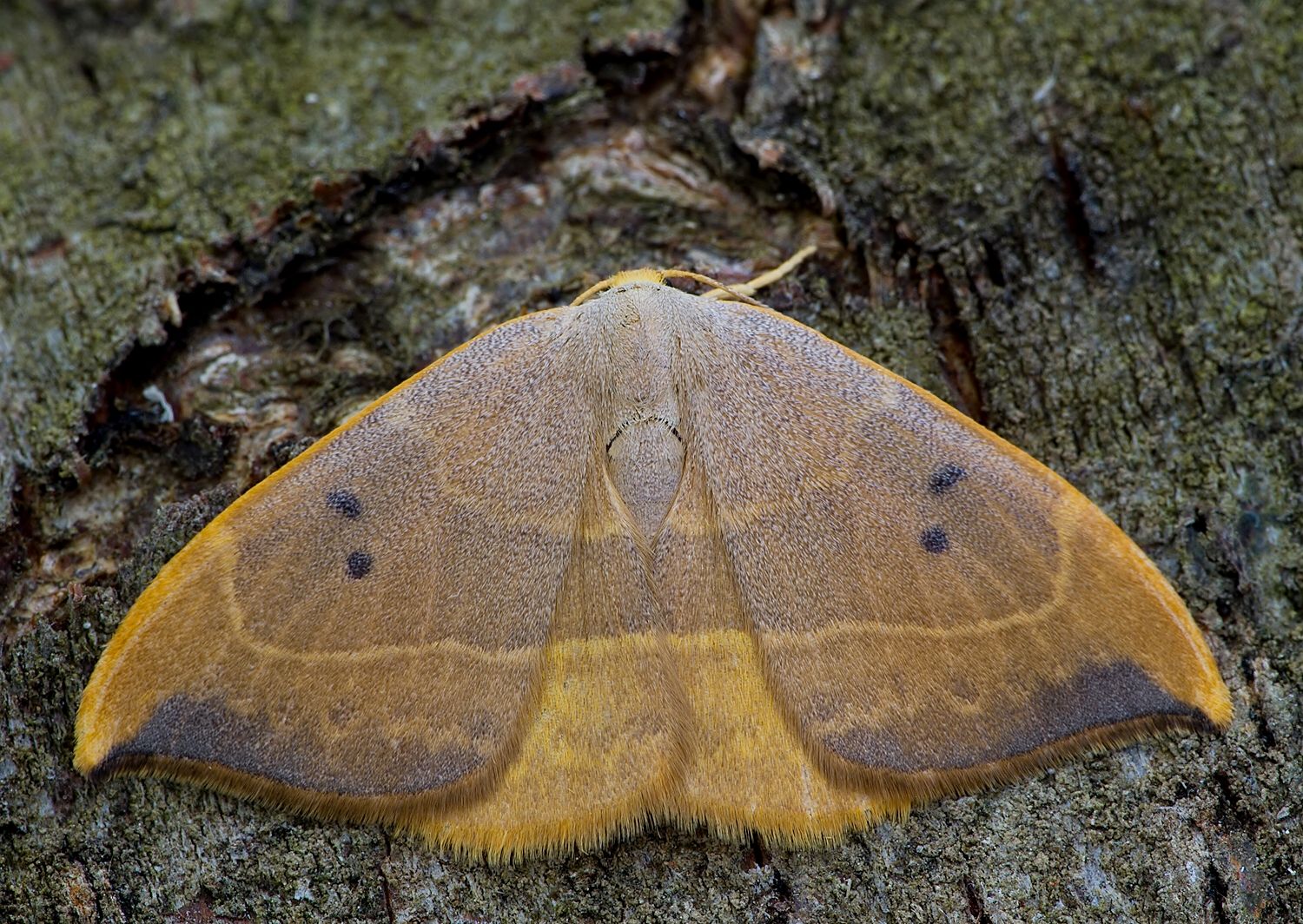 Watsonalla binaria