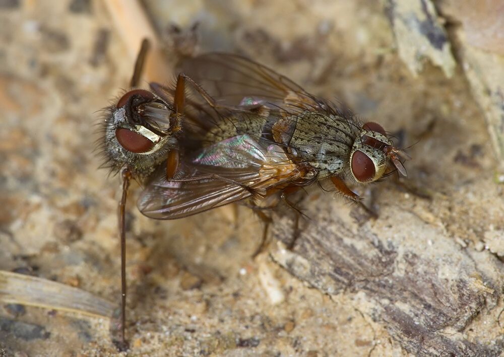 Phryno vetula