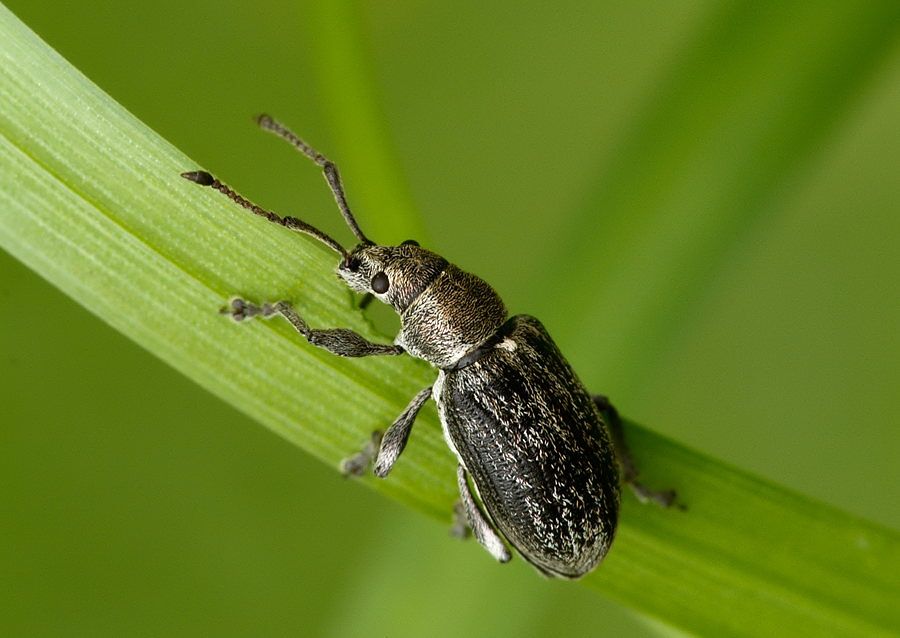 Phyllobius pyri
