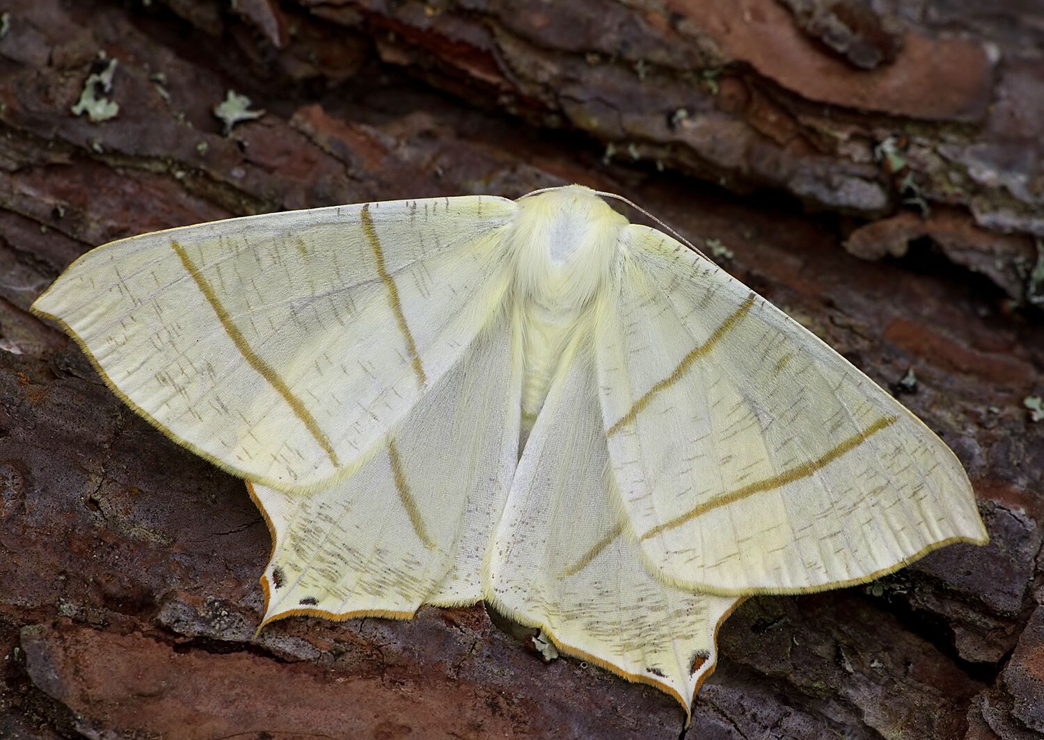 Ourapteryx sambucaria