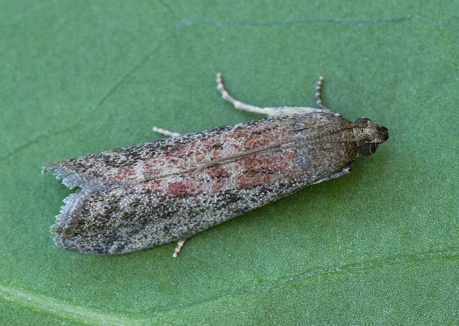 Ephestia woodiella