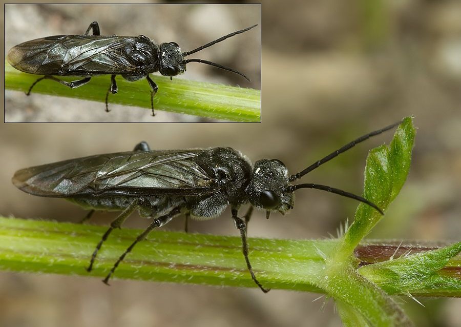 Phymatocera aterrima cf.