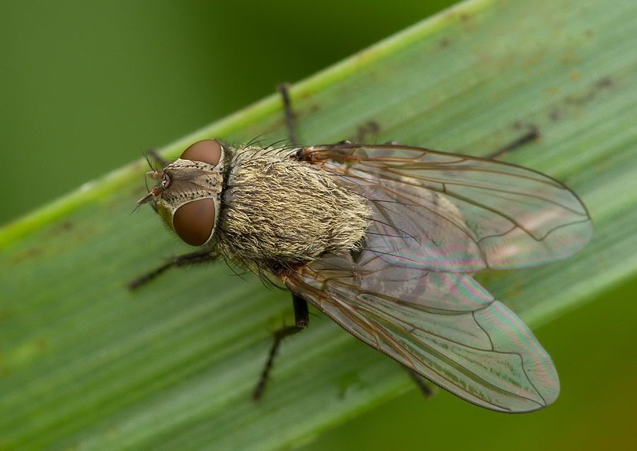 Pollenia griseotomentosa