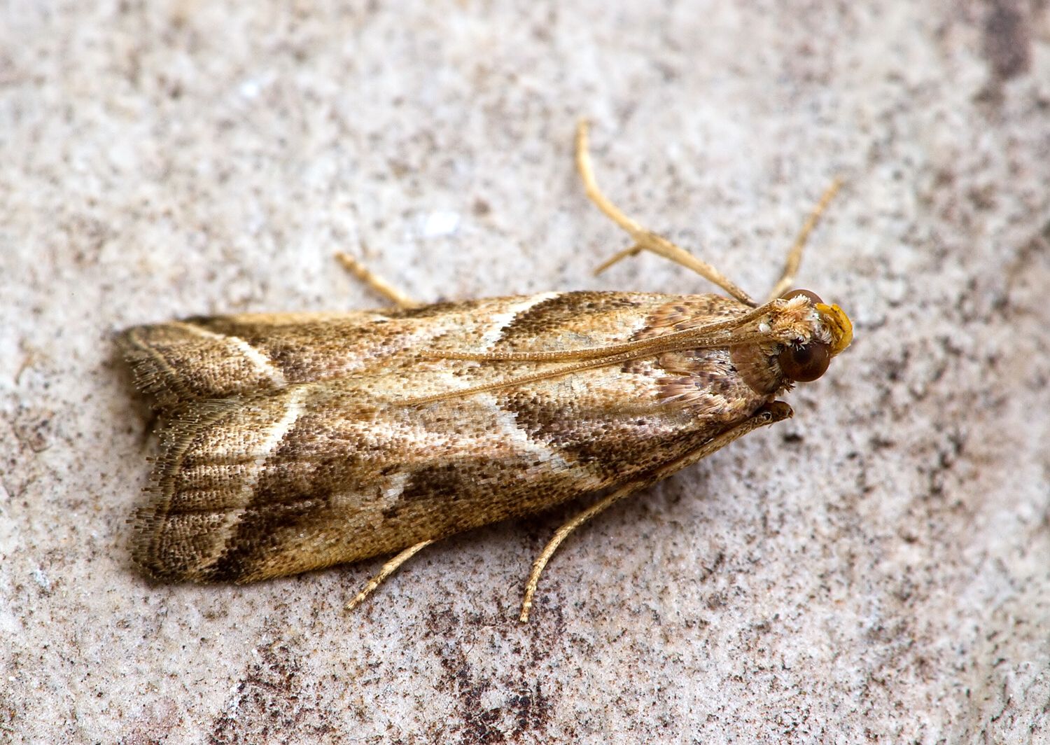 Nyctegretis lineana