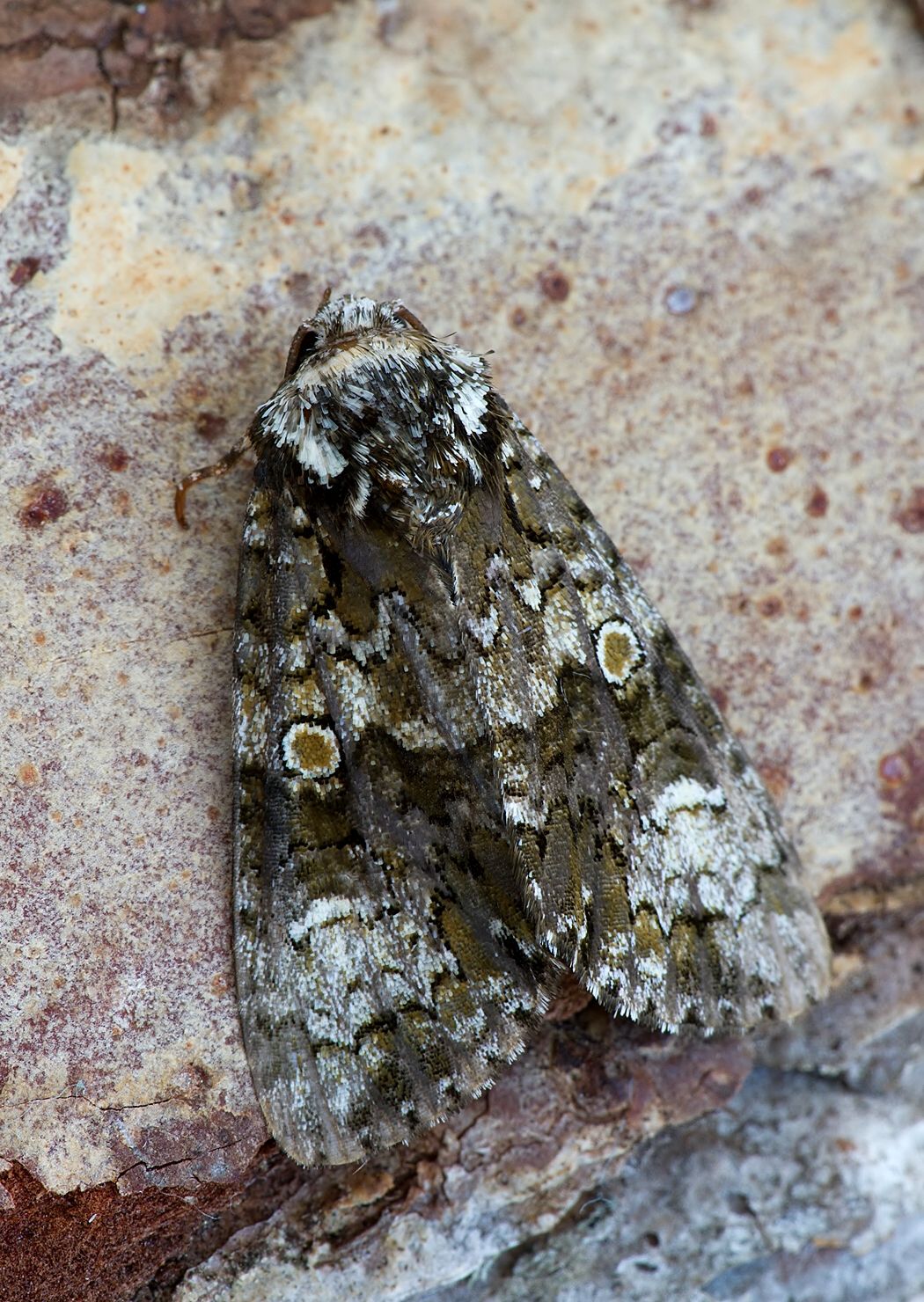 Craniophora ligustri